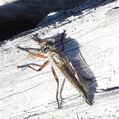 Asiola fasciata (A robber fly) at Symonston, ACT - 6 Oct 2025 by DavidDedenczuk