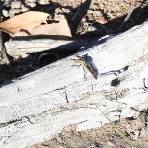 Unverified Robber fly (Asilidae) at Symonston, ACT - Today by DavidDedenczuk