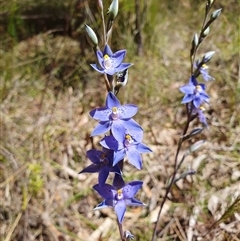 Thelymitra ixioides (Dotted Sun Orchid) by Aussiegall