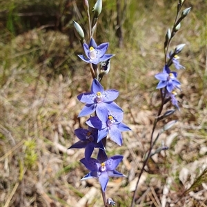 Thelymitra ixioides by Aussiegall