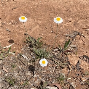 Leucochrysum albicans subsp. tricolor (Hoary Sunray) at Kenny, ACT - Today by rhyshardy
