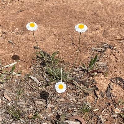 Leucochrysum albicans subsp. tricolor (Hoary Sunray) at Kenny, ACT - 6 Oct 2025 by rhyshardy