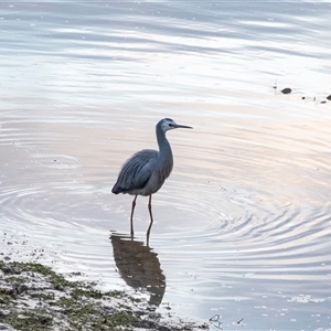Egretta novaehollandiae at Echuca, VIC - 14 Sep 2025 by AlisonMilton