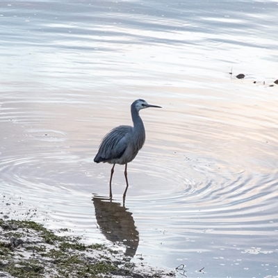 Egretta novaehollandiae (White-faced Heron) at Echuca, VIC - 14 Sep 2025 by AlisonMilton