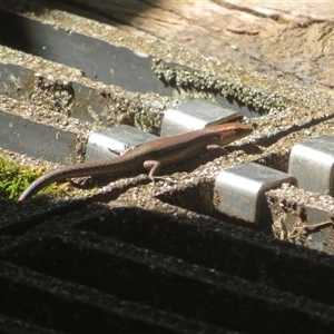 Unverified Skink at Dalwood, NSW - 24 Sep 2025 by Christine