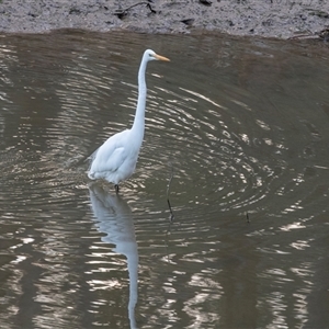 Ardea alba at Echuca, VIC - 14 Sep 2025 07:41 AM