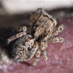 Maratus vespertilio (Bat-like peacock spider) at Denman Prospect, ACT - 4 Oct 2025 by patrickcox