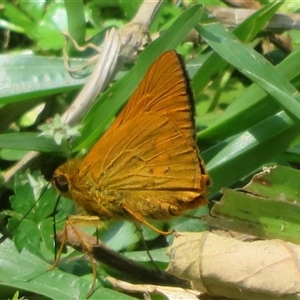 Ocybadistes walkeri at Dalwood, NSW - 24 Sep 2025 by Christine