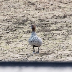 Chenonetta jubata (Australian Wood Duck) at Echuca, VIC - 14 Sep 2025 by AlisonMilton