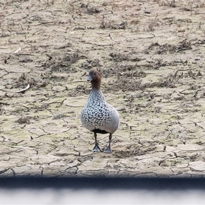 Chenonetta jubata (Australian Wood Duck) at Echuca, VIC - 14 Sep 2025 by AlisonMilton
