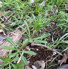 Galium aparine (Goosegrass, Cleavers) at Watson, ACT - 6 Oct 2025 by rhyshardy