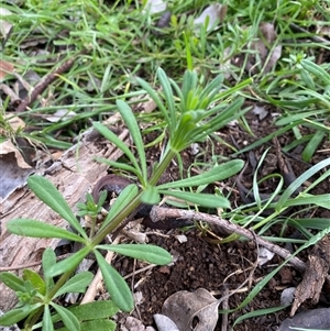 Galium aparine (Goosegrass, Cleavers) at Watson, ACT - Today by rhyshardy