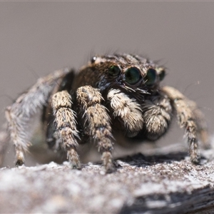 Maratus vespertilio (Bat-like peacock spider) at Denman Prospect, ACT - 4 Oct 2025 by patrickcox