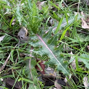 Sonchus asper (Prickly Sowthistle) at Watson, ACT - Today by rhyshardy