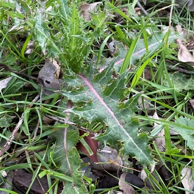 Sonchus asper (Prickly Sowthistle) at Watson, ACT - 6 Oct 2025 by rhyshardy