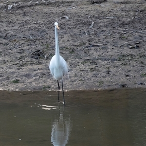 Ardea alba at Echuca, VIC - 14 Sep 2025 by AlisonMilton