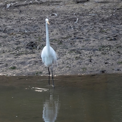 Ardea alba at Echuca, VIC - 14 Sep 2025 by AlisonMilton