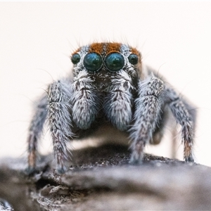 Maratus calcitrans (Kicking peacock spider) at Bonner, ACT - Today by patrickcox