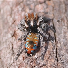 Maratus calcitrans at Bonner, ACT - suppressed