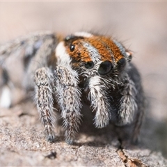Maratus calcitrans at Bonner, ACT - suppressed