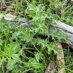 Silybum marianum (Variegated Thistle) at Watson, ACT - 6 Oct 2025 by rhyshardy