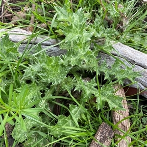 Silybum marianum (Variegated Thistle) at Watson, ACT - Today by rhyshardy