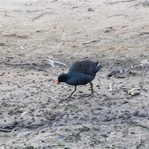 Gallinula tenebrosa at Echuca, VIC - 14 Sep 2025 by AlisonMilton