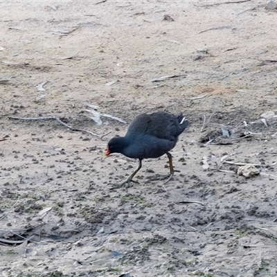 Gallinula tenebrosa at Echuca, VIC - 14 Sep 2025 by AlisonMilton