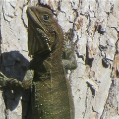 Unverified Dragon at Tintenbar, NSW - 24 Sep 2025 by Christine
