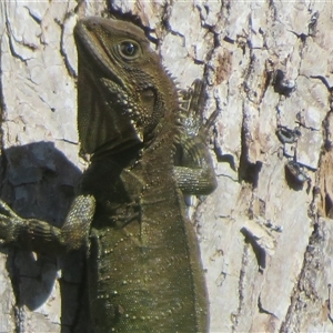Unverified Dragon at Tintenbar, NSW - 24 Sep 2025 by Christine