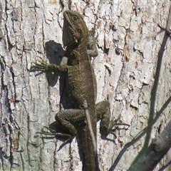 Intellagama lesueurii at Tintenbar, NSW - 24 Sep 2025 01:35 PM