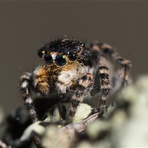 Euophryinae sp. (Rockhopper) undescribed at Yarrow, NSW - Today by patrickcox