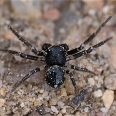 Tharpyna (genus) at Googong, NSW - 6 Oct 2025 by patrickcox