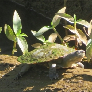 Chelodina longicollis at Tintenbar, NSW - 24 Sep 2025 by Christine