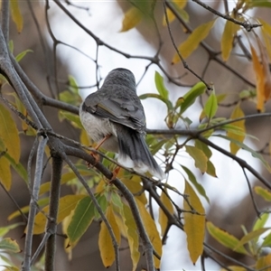 Melithreptus brevirostris at Echuca, VIC - 14 Sep 2025 by AlisonMilton