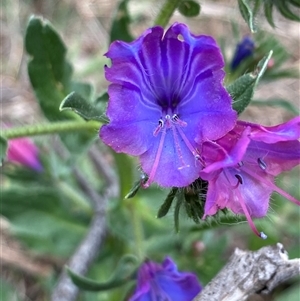 Echium plantagineum (Paterson's Curse) at Watson, ACT - Today by rhyshardy