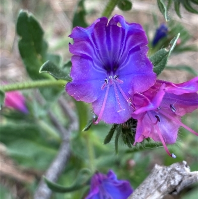 Echium plantagineum (Paterson's Curse) at Watson, ACT - 6 Oct 2025 by rhyshardy