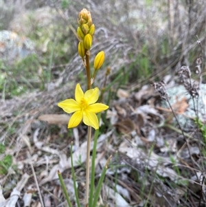 Bulbine bulbosa (Golden Lily, Bulbine Lily) at Watson, ACT - Today by rhyshardy