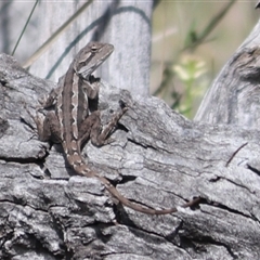 Amphibolurus muricatus (Jacky Lizard) at Watson, ACT - 6 Oct 2025 by Lisa.Jok