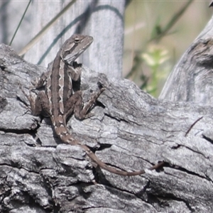 Amphibolurus muricatus at Watson, ACT - Today by Lisa.Jok