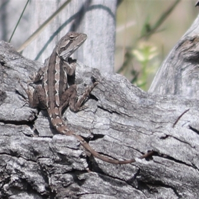 Amphibolurus muricatus (Jacky Lizard) at Watson, ACT - 6 Oct 2025 by Lisa.Jok