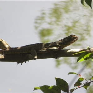 Unverified Dragon at Booyong, NSW - 25 Sep 2025 by Christine
