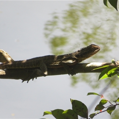 Unverified Dragon at Booyong, NSW - 25 Sep 2025 by Christine