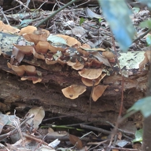Stereum ostrea at Booyong, NSW - 25 Sep 2025 10:39 AM