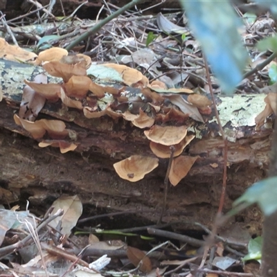 Stereum ostrea (Golden Curtain Crust/Sunset Fungus) at Booyong, NSW - 25 Sep 2025 by Christine