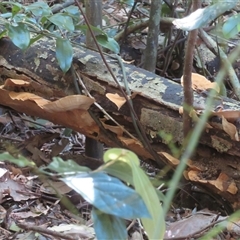 Stereum ostrea at Booyong, NSW - 25 Sep 2025 10:39 AM