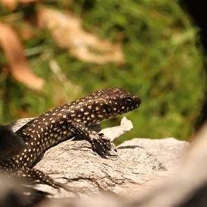 Egernia cunninghami by Lisa.Jok