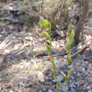 Hymenochilus muticus at Bundanoon, NSW - Today by Bubbles