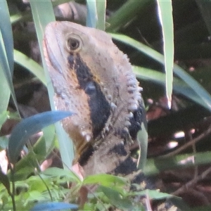 Unverified Dragon at Byron Bay, NSW - 26 Sep 2025 by Christine