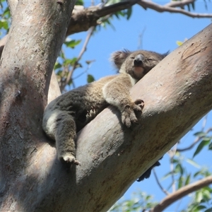 Phascolarctos cinereus at Byron Bay, NSW - 26 Sep 2025 by Christine
